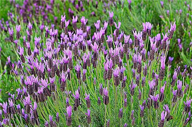 Spanische Lavendelpflanzen - Wie man spanischen Lavendel im Garten anbaut