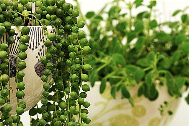 String of Pearls Propagation: Tips For Rooting String of Pearls Stekken