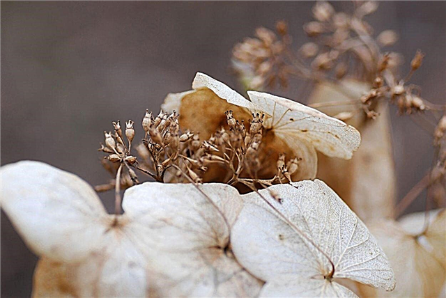Augantys hortenzijos iš sėklos - patarimai, kaip sėti hortenzijos sėklas