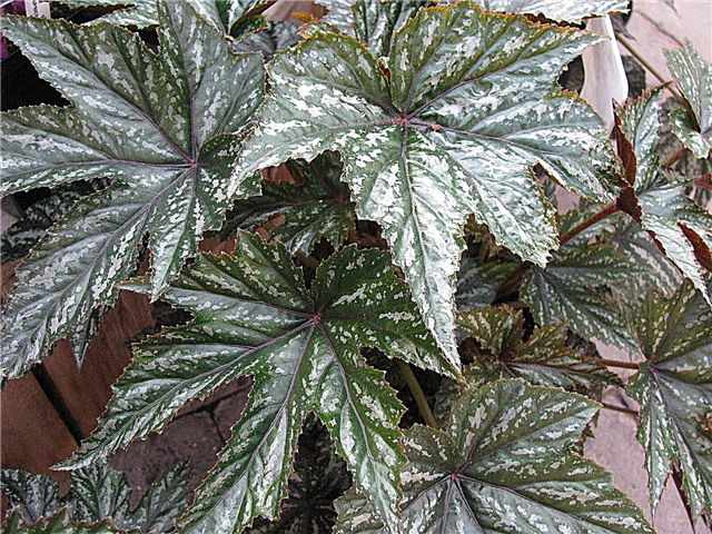 Gryphon Begonia Care: consejos sobre el cultivo de Gryphon Begonias