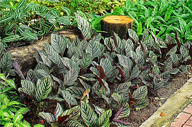 Calathea-Pflege in Gärten: Tipps für den Anbau von Calathea-Pflanzen im Freien