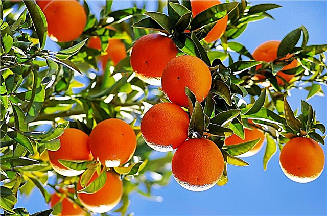 Информация за цитрусови плодове - какви са различните видове цитрусови дървета