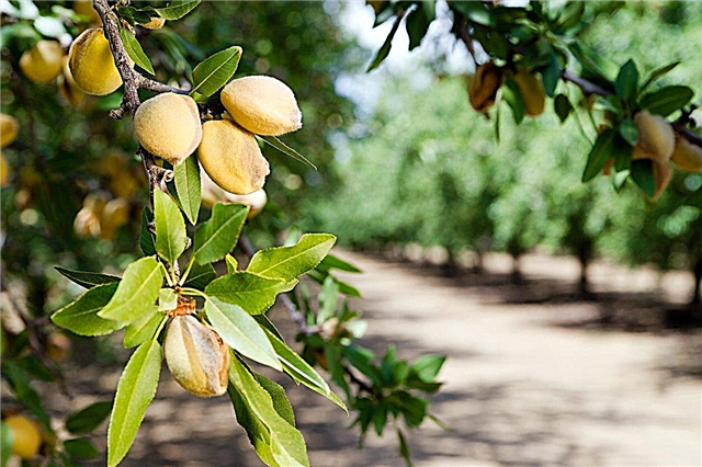 Бадемовото дърво не дава ядки: причини за бадемово дърво без ядки
