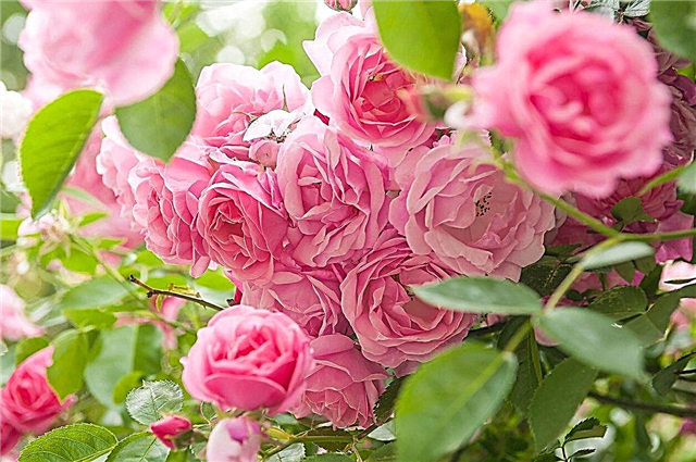 Chăm sóc hoa hồng vùng 9: Hướng dẫn trồng hoa hồng trong vườn khu 9