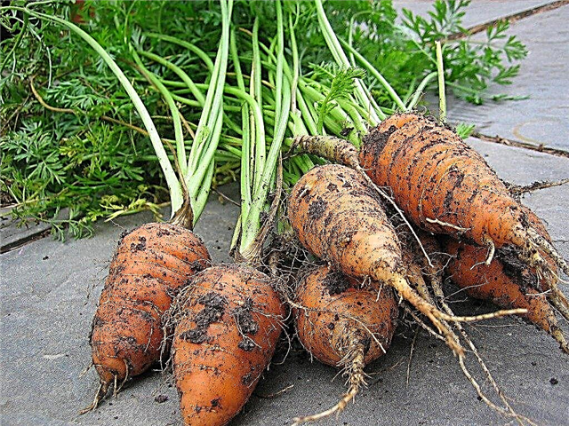 Información de zanahoria Chantenay: guía para cultivar zanahorias Chantenay
