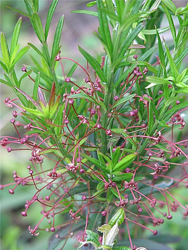 Vad är en dvärg Turkestan Euonymus: Växande dvärg Turkestan Euonymus växter