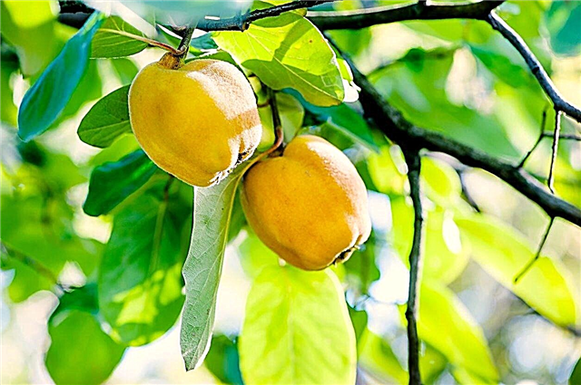 พันธุ์ผลไม้มะตูม - ชนิดของต้นมะตูมสำหรับทิวทัศน์