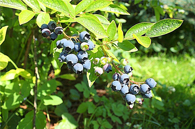 Highbush Blueberry Plant Care: Como cultivar plantas Highbush Blueberry