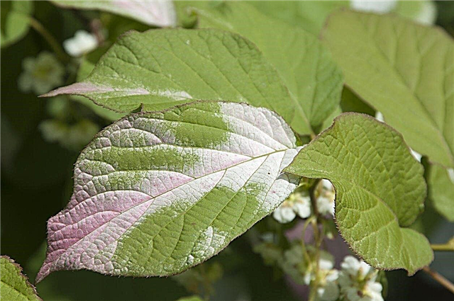 Informação tricolor do quivi: Como crescer uma planta tricolor do quivi