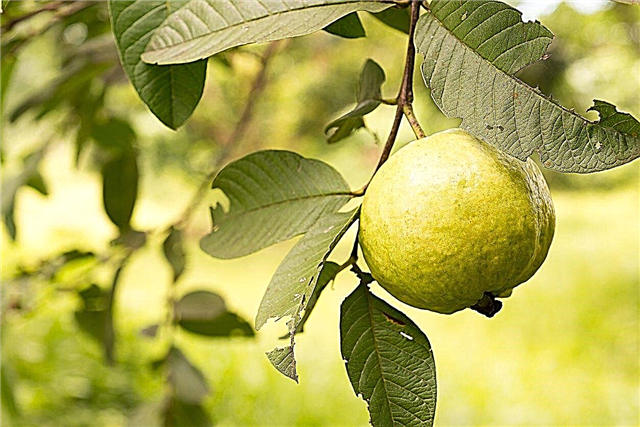 الأنواع الشائعة من الجوافة: تعرف على أصناف شجرة الجوافة الشائعة