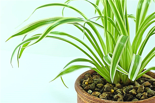 Tipos de hierba ornamental enana: consejos para cultivar hierbas ornamentales cortas