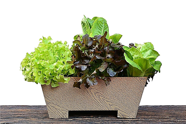 Crescer um jardim tigela de salada: Aprenda a crescer verdes em uma panela