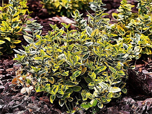 أنواع Euonymus - اختيار مختلف النباتات Euonymus لحديقتك