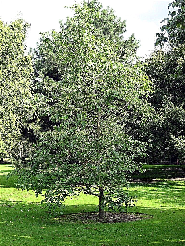 Was ist eine Kürbisasche?: Informationen zu Kürbisaschenbäumen