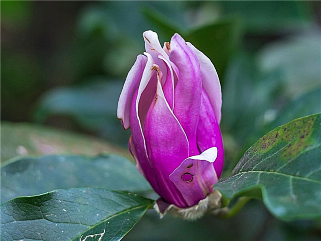 Maladies du magnolia - Comment traiter un magnolia malade