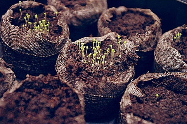 Kamille Samen Info: Wie und wann Kamillensamen zu pflanzen
