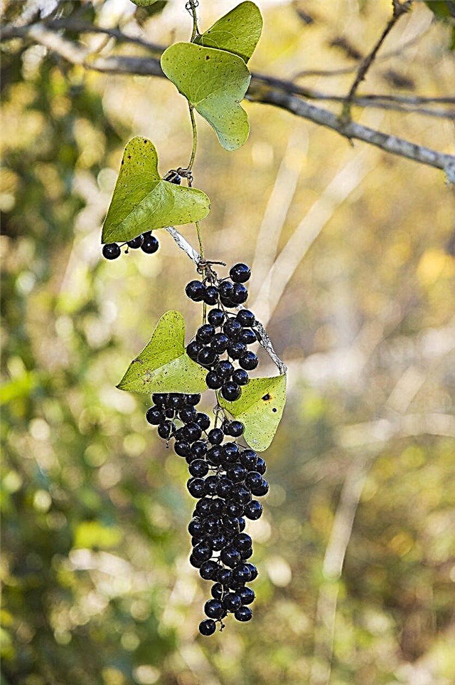 Що таке виноградна лоза Smilax: поради щодо використання зелених лоз у саду