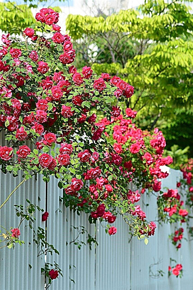 Menanam Mawar Mendaki Di Zon 9: Mendaki Varieti Mawar Untuk Kebun Zon 9