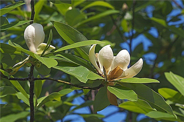 Choroby drzew magnolii Sweetbay - leczenie chorych magnolii Sweetbay