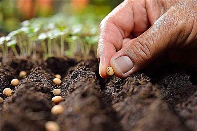 씨를 얇게 뿌리는 방법 : 정원에서 씨를 뿌린 방법에 대해 배우십시오