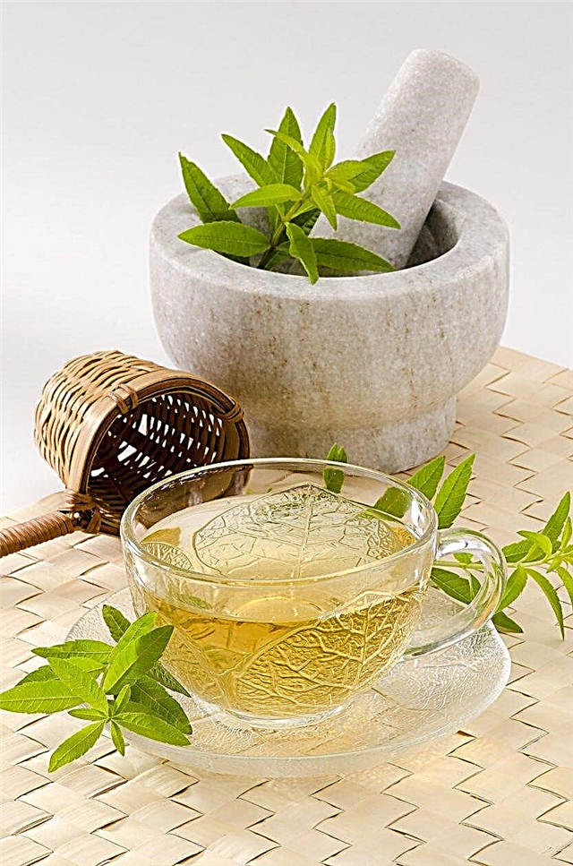 Información sobre el té de verbena: aprenda sobre el cultivo de verbena de limón para el té