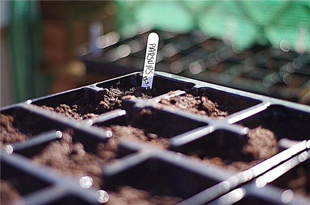Seed Grown Parsnips: Hur man odlar pastarips från utsäde