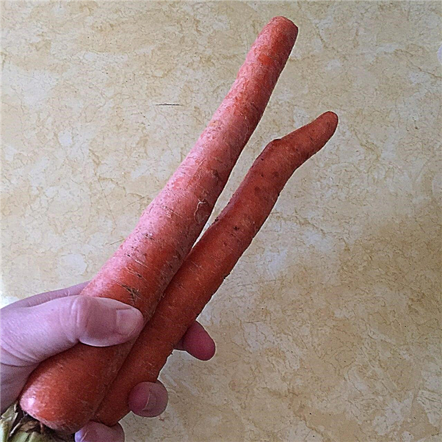 Danvers Karotten Informationen: Wie man Danvers Karotten anbaut