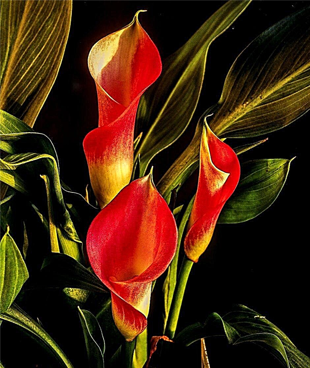 Hranjenje Calla lilije: Kako gnojiti rastline Calla Lily