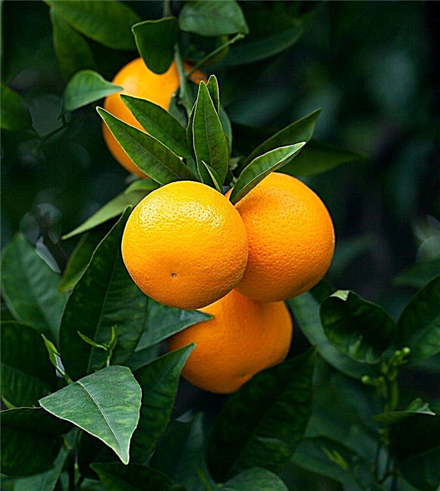 Sadje citrusov - kdaj bo moje sadje citrusov