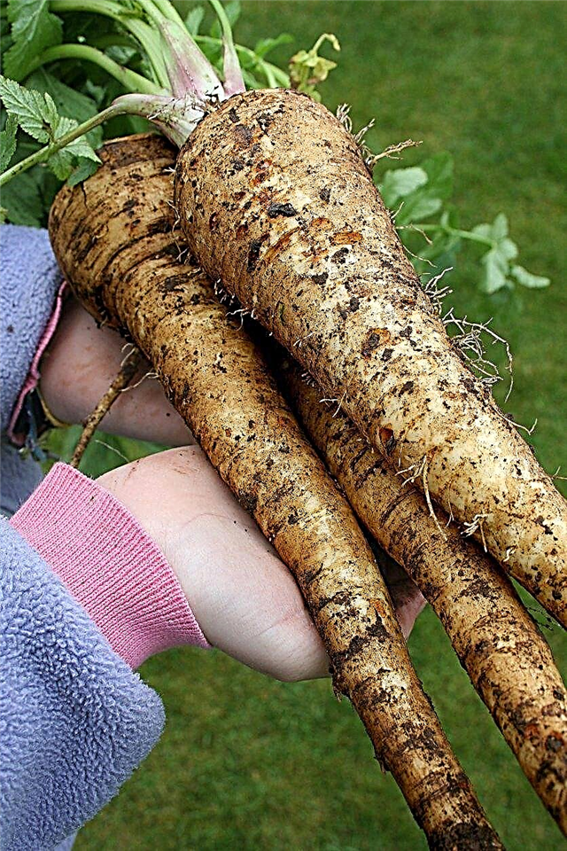 Làm thế nào để ngăn chặn rau mùi tây - Mẹo trồng rau mùi tây trong ống các tông