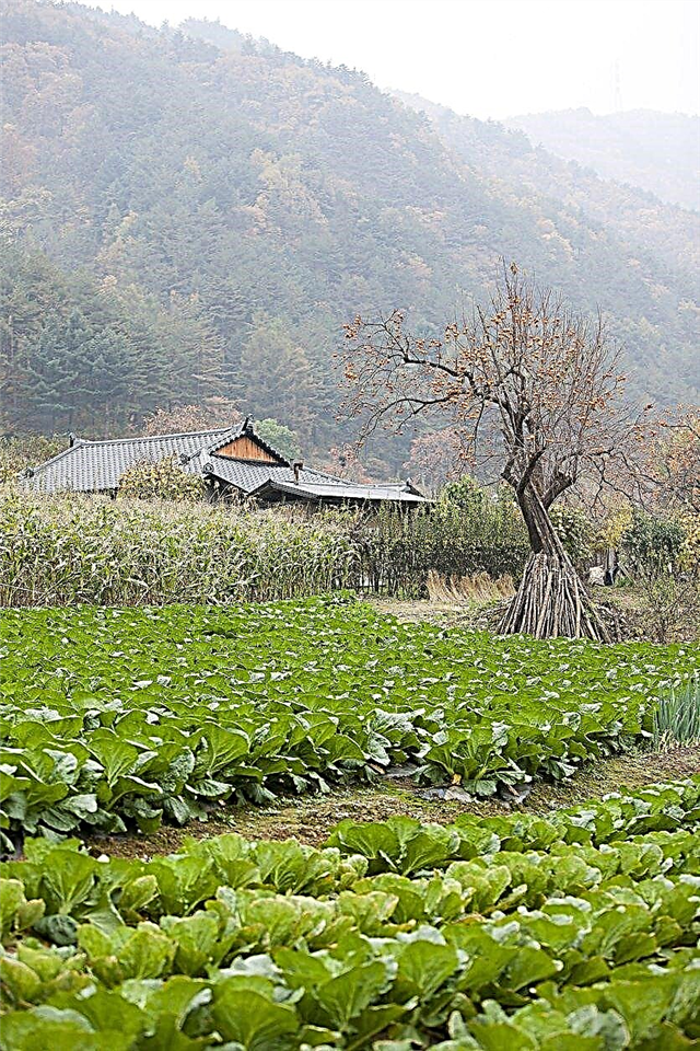 La plantación de otoño de Bok Choy: una guía para el cultivo de Bok Choy en otoño