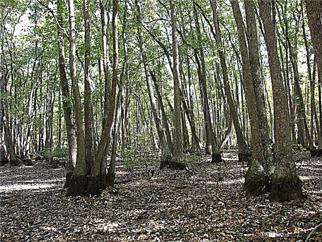 معلومات Swamp Tupelo: تعرف على أشجار Swamp Tupelo في المناظر الطبيعية
