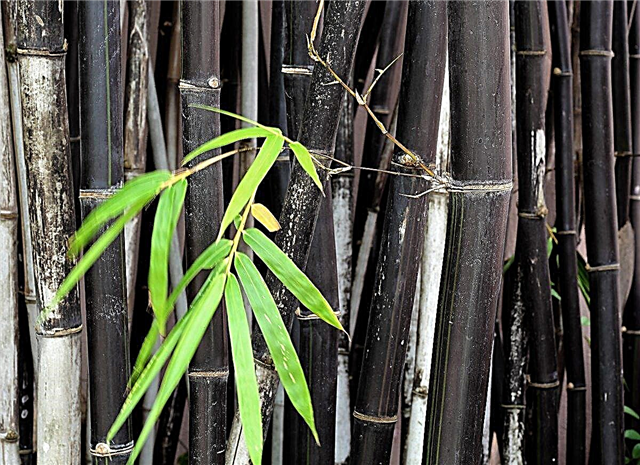 Thông tin về tre đen: Mẹo trồng tre đen