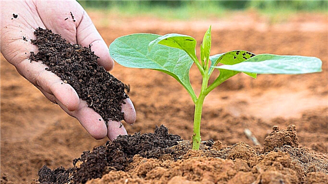 Kompostas ir humusas: kodėl sode svarbus humusas?