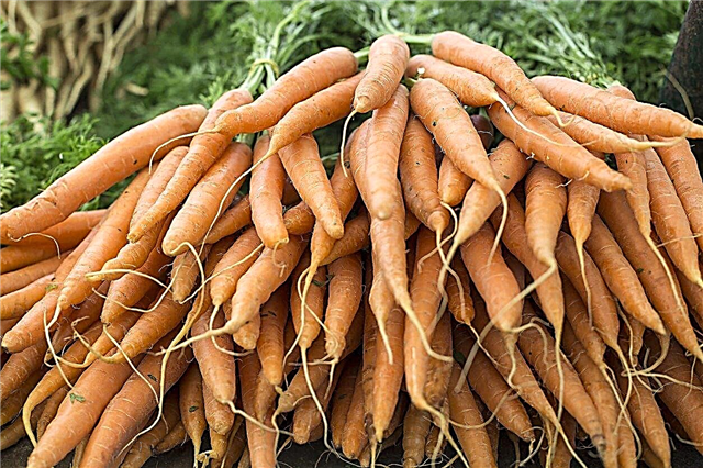 Informácie o tom, ako pestovať mrkvu