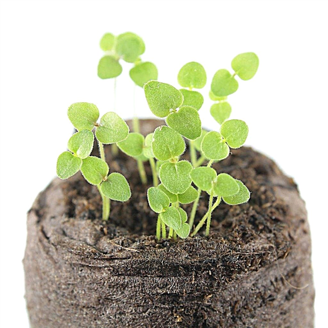 Seed Grown Snapdragons - Hur man odlar snapdragons från utsäde