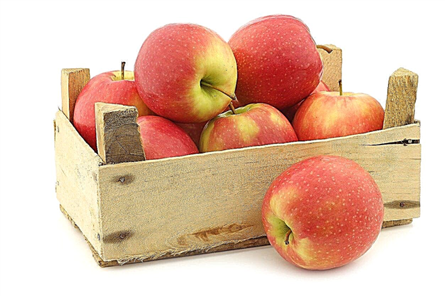 Apple Storage: hoe lang gaan appels mee?