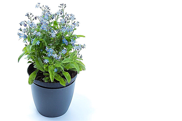Cura del nontiscordardime in vaso: coltivazione di piante del nontiscordardime in contenitori