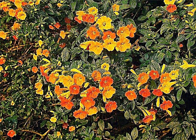 Marmalade Bush Info - Suggerimenti per la coltivazione di cespugli di marmellata d'arance