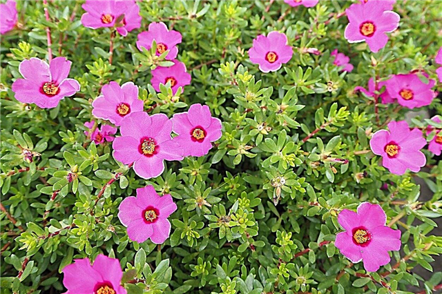 No Flowers On Portulaca - Why Won My Moss Rose Flower