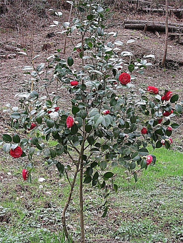 Camellia-elinsiirto: Opi kuinka siirtää Camellia Bush