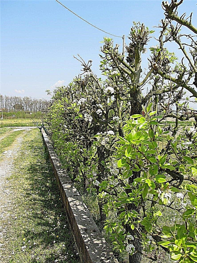 Espaçamento entre árvores de fruto - Dicas para fazer uma cobertura de árvores de fruto