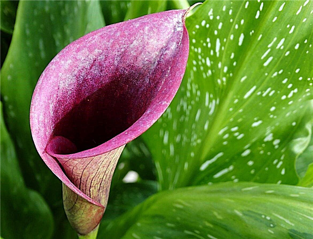 Zalivanje Calla Lily: Koliko vode potrebujejo Calla lilije