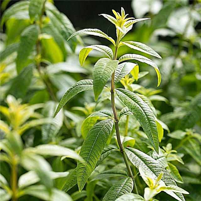 Інформація про рослини Verbena: чи вербена, так і лимон Verbena - те саме