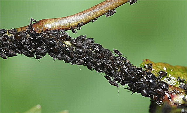ما هي حشرات المن الكرز الأسود - دليل لإدارة حشرات المن الكرز الأسود