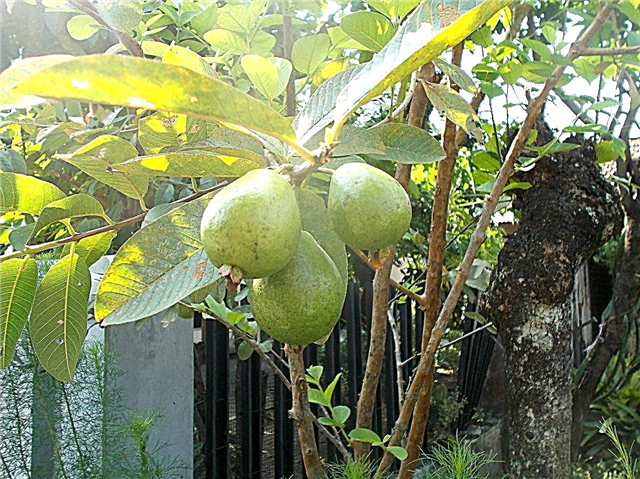 Guava Tree Fruiting: wanneer zal mijn guave vruchten dragen