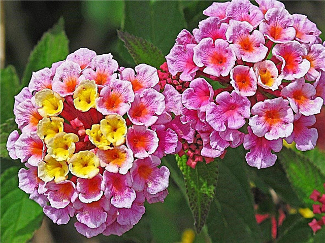 Farbwechsel Lantana Blumen - Warum ändern Lantana Blumen die Farbe