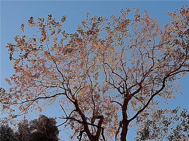 ما هي شجرة الشحوم الصينية: كيف تنمو شجرة الشحوم الصينية