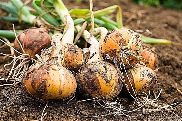 البصل لمناخات مختلفة: دليل لأصناف نبات البصل