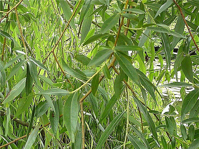 Informacije o Golden Willow - Kako gojiti drevo zlate vrbe